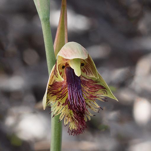 Calochilus herbaceus,<br />
Pale Beard Orchid, Tasmania