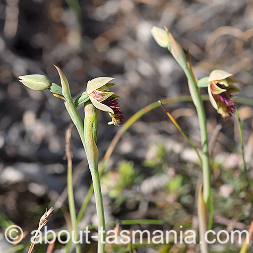 Calochilus herbaceus,<br />
Pale Beard Orchid, Tasmania