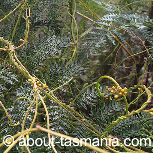 Cassytha melantha, Tasmania