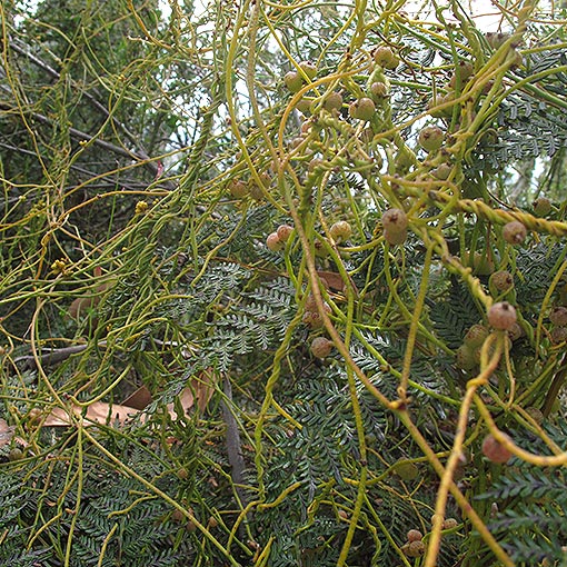 Cassytha melantha, Tasmania