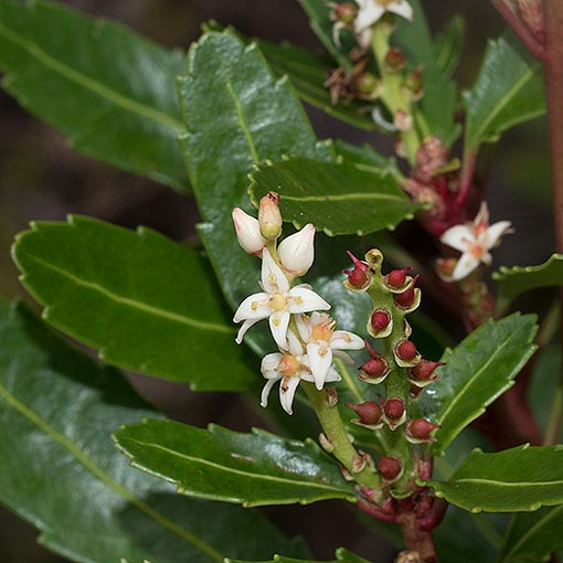 Cenarrhenes nitida, Native Plum, Tasmania