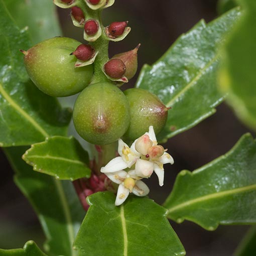 Cenarrhenes nitida, Native Plum, Tasmania