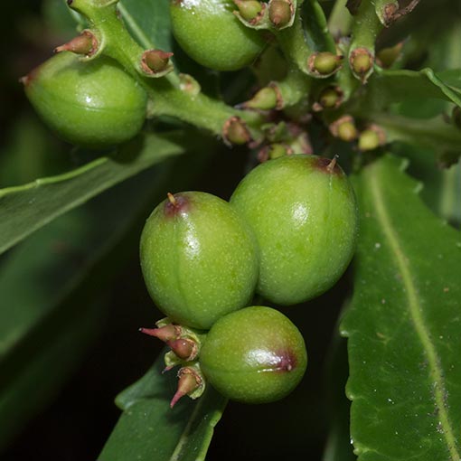 Cenarrhenes nitida, Native Plum, Tasmania