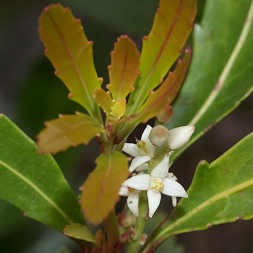 Cenarrhenes nitida, Native Plum, Tasmania