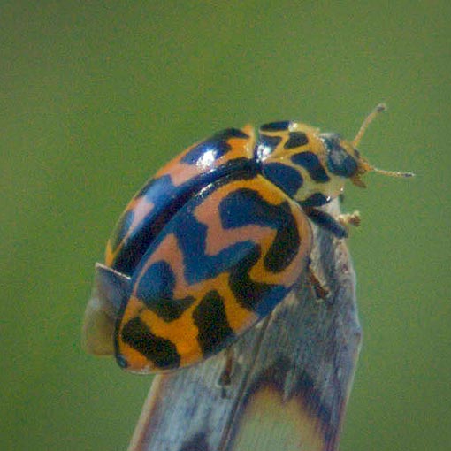 Cleobora mellyi, ladybird beetle, Coccinellidae, Tasmania