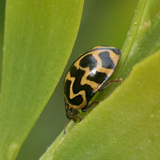 Cleobora mellyi, ladybird beetle, Coccinellidae, Tasmania