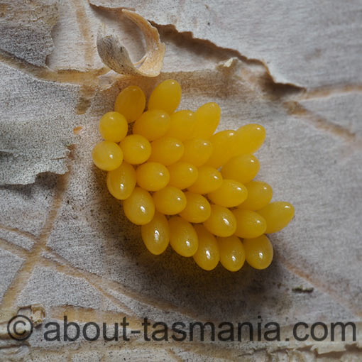 Cleobora mellyi, ladybird beetle, Coccinellidae, Tasmania