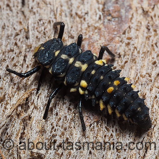 Cleobora mellyi, ladybird beetle, Coccinellidae, Tasmania