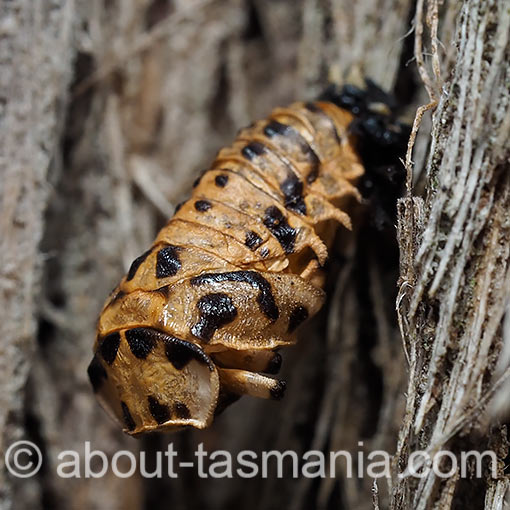 Cleobora mellyi, ladybird beetle, Coccinellidae, Tasmania