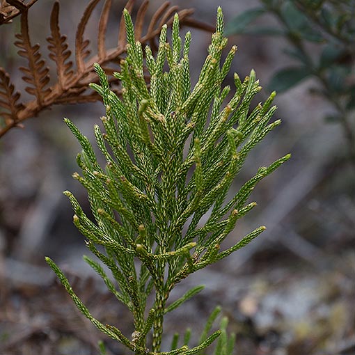 Lycopodium deuterodensum, Conifer Clubmoss, Tasmania