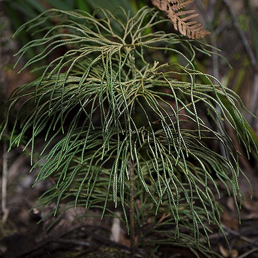 Lycopodium deuterodensum, Conifer Clubmoss, Tasmania