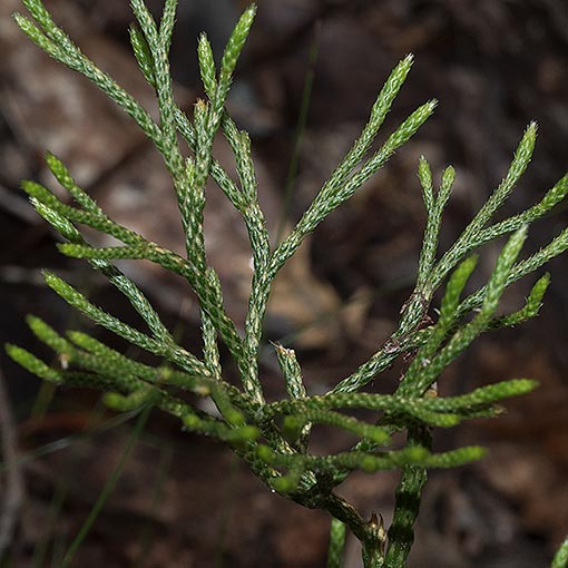 Lycopodium deuterodensum, Conifer Clubmoss, Tasmania
