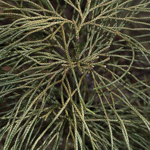 Lycopodium deuterodensum, Conifer Clubmoss, Tasmania