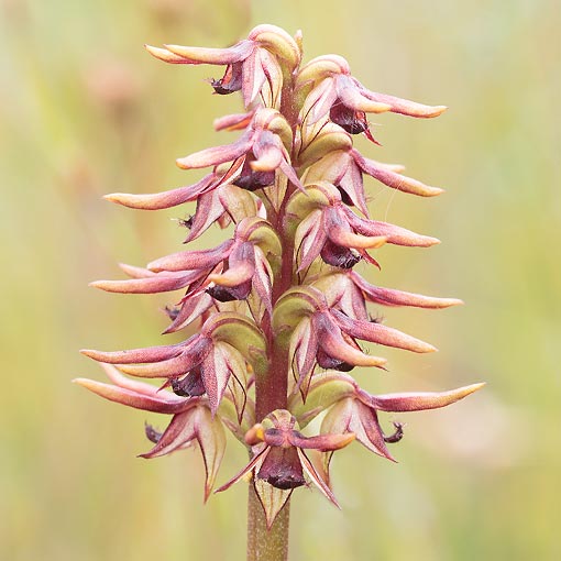 Corunastylis archeri,<br />
Elfin Midge Orchid, Tasmania