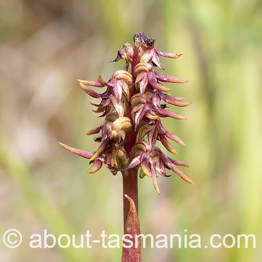 Corunastylis archeri,<br />
Elfin Midge Orchid, Tasmania