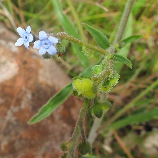 Cynoglossum australe | About Tasmania