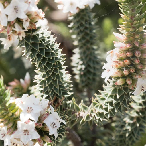 Epacris marginata, ridged heath, Tasmania