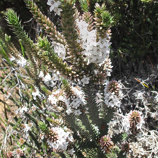 Epacris marginata, ridged heath, Tasmania