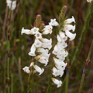 Epacris obtusifolia