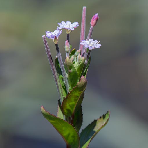 Epilobium billardierianum, Robust Willow Herb, Tasmania