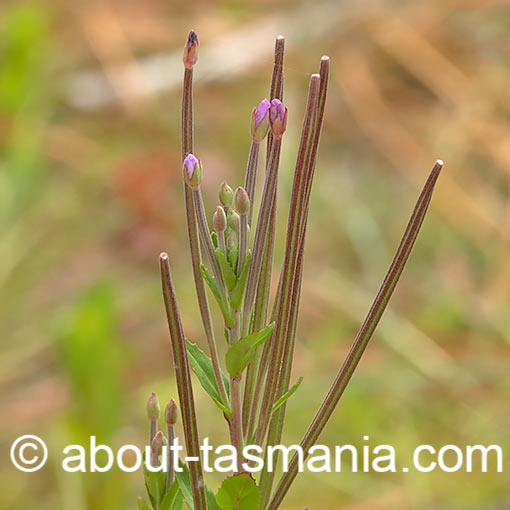 Epilobium billardierianum, Robust Willow Herb, Tasmania