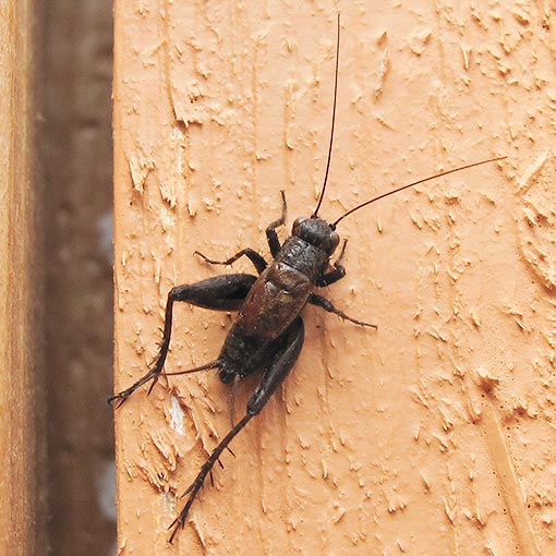 Hairy Pigmy Cricket, Bobilla sp., insect, Tasmania