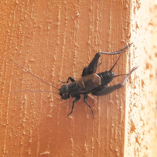 Hairy Pigmy Cricket, Bobilla sp., insect, Tasmania