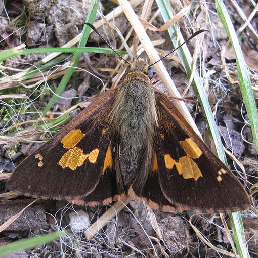 Flame Sedge-Skipper, Hesperilla idothea idothea, Tasmania, butterfly