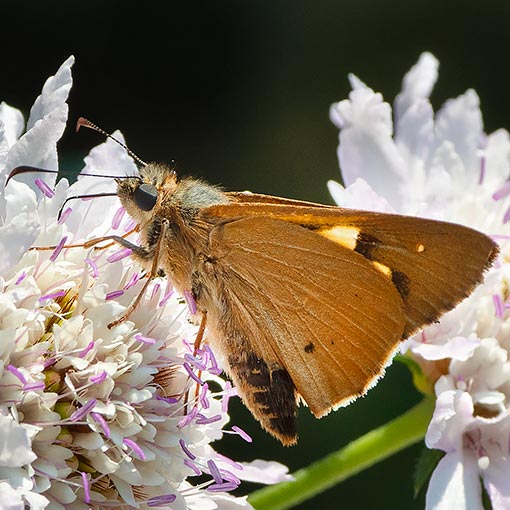 Flame Sedge-Skipper, Hesperilla idothea idothea, Tasmania, butterfly