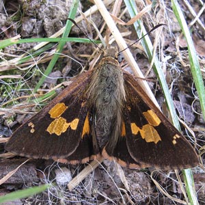 Flame Sedge-skipper