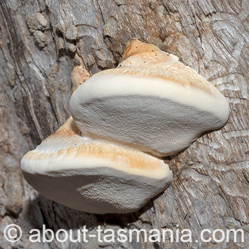 Laetiporus portentosus, Tasmania, fungi