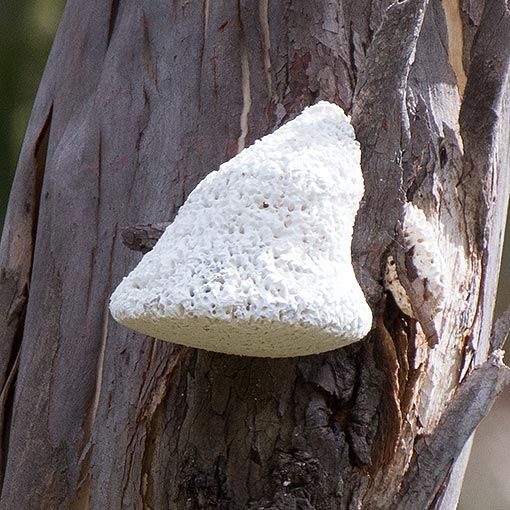Laetiporus portentosus, Tasmania, fungi