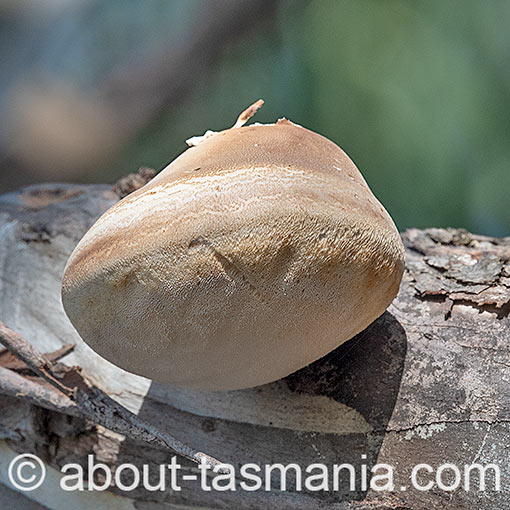Laetiporus portentosus, Tasmania, fungi