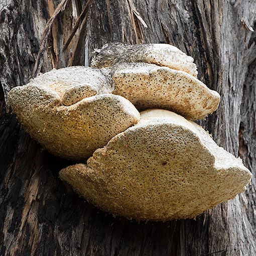 Laetiporus portentosus, Tasmania, fungi