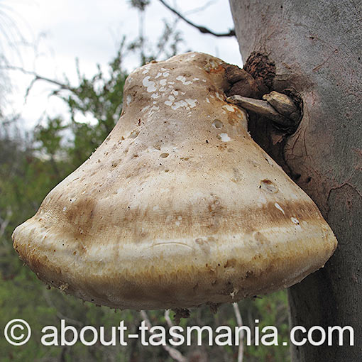 Laetiporus portentosus, Tasmania, fungi