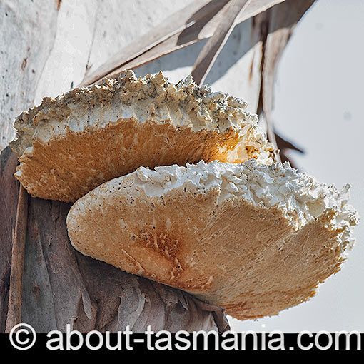Laetiporus portentosus, Tasmania, fungi