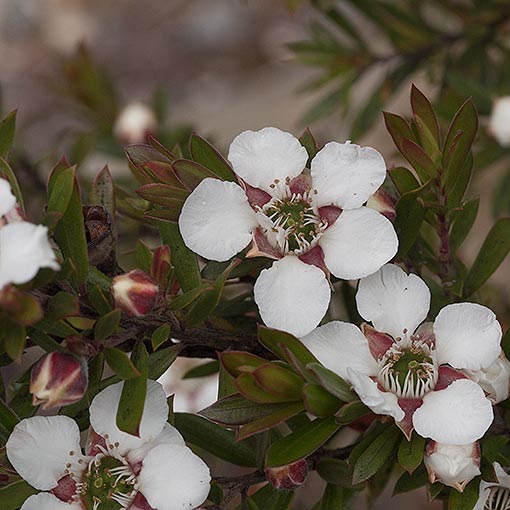 Leptospermum riparium, river tea-tree, Tasmania