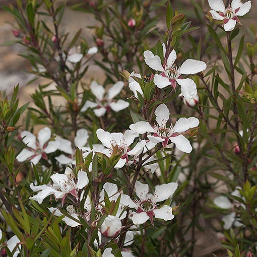 Leptospermum riparium, river tea-tree, Tasmania