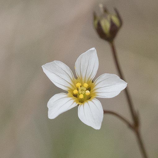 Linum cartharticum, purging flax, Tasmania