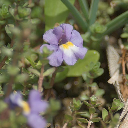 Thyridia repens, Mimulus repens, creeping monkeyflower, Tasmania