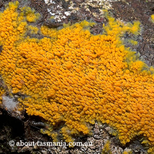 Mycoacia subceracea, fungi, Tasmania