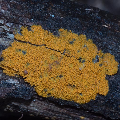 Mycoacia subceracea, fungi, Tasmania