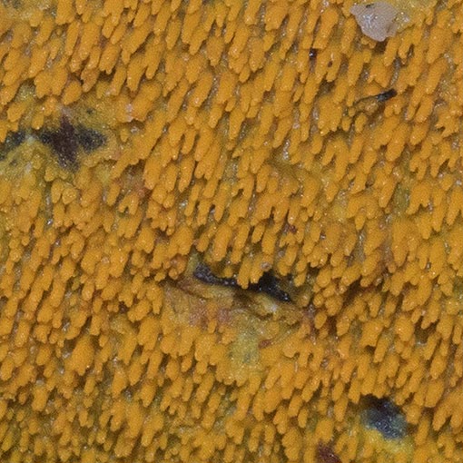 Mycoacia subceracea, fungi, Tasmania