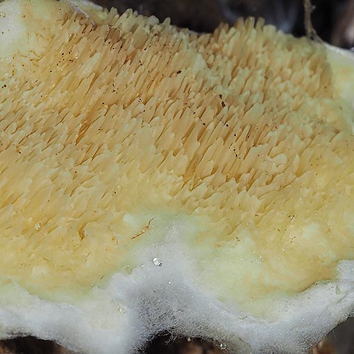 Mycoacia subceracea, fungi, Tasmania
