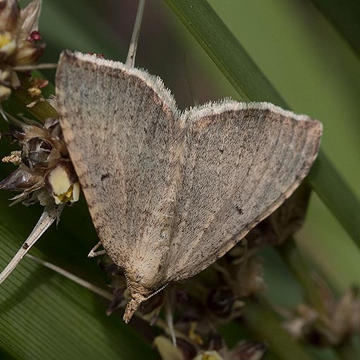 Nearcha nullata, Geometridae, Tasmania, moth