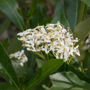 Olearia viscosa | About Tasmania