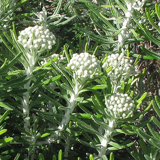 Ozothamnus reticulatus, veined everlastingbush, Tasmania