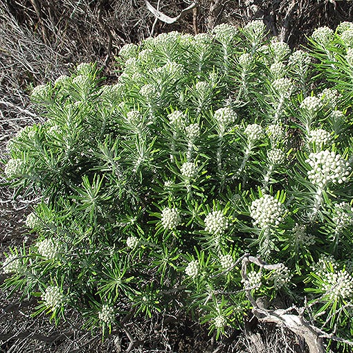 Ozothamnus reticulatus, veined everlastingbush, Tasmania