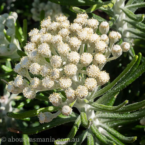 Ozothamnus reticulatus, veined everlastingbush, Tasmania