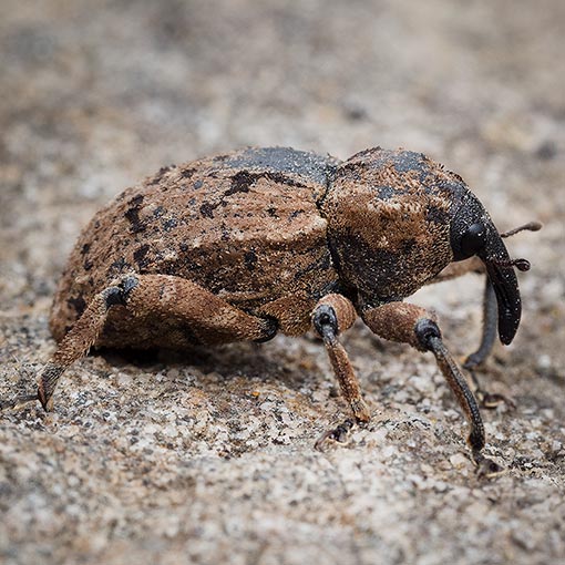 Pachyporopterus satyrus, Curculionidae, Tasmania